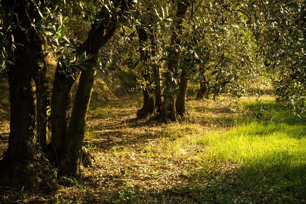 Podere Poggio Mendico Arezzo Exteriér fotografie
